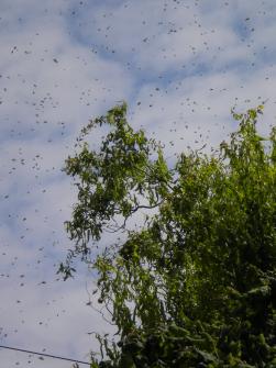 Der Bienenschwarm