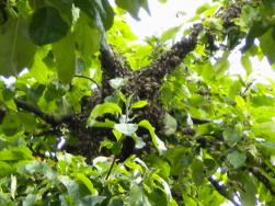 Der Bienenschwarm im Apfelbaum